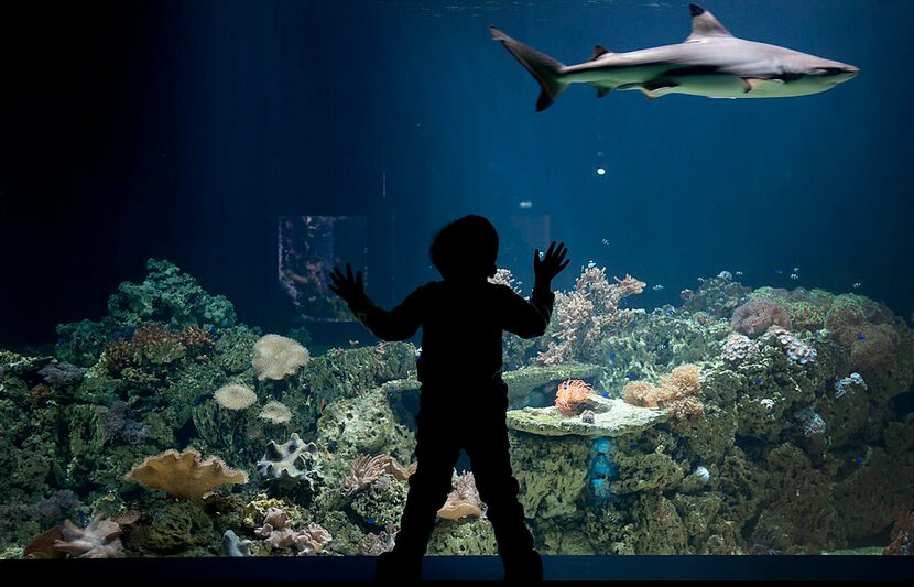 A boy watches a blacktip reef shark swimming by, inside the new shark tank of the Hellabrunn...