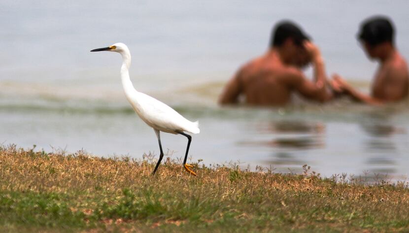 Swimmers don't bother a little egret looking for food along the shores of Lake Grapevine in...