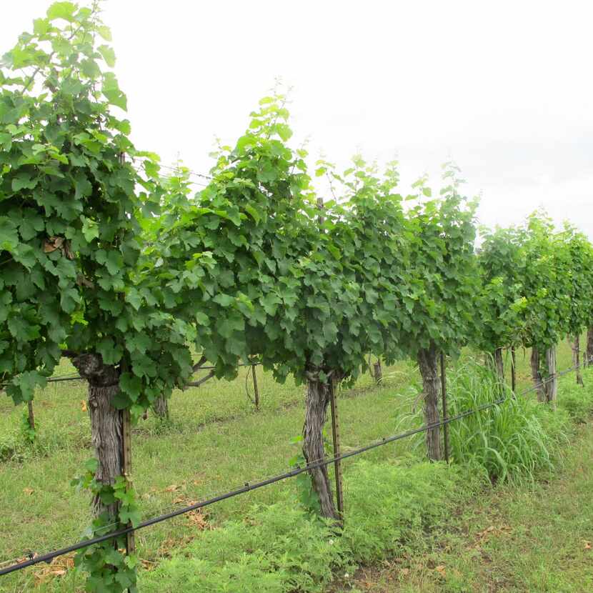 Grapevines at Spicewood Vineyards