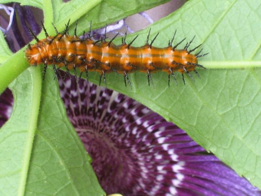 Some caterpillars, such as the Gulf fritillary, should be encouraged in your garden.