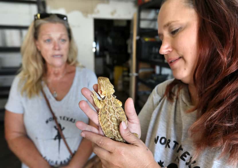 North Texas Reptile Rescue co-founders Aimee Zissa (left) and Michelle Crow examined a...