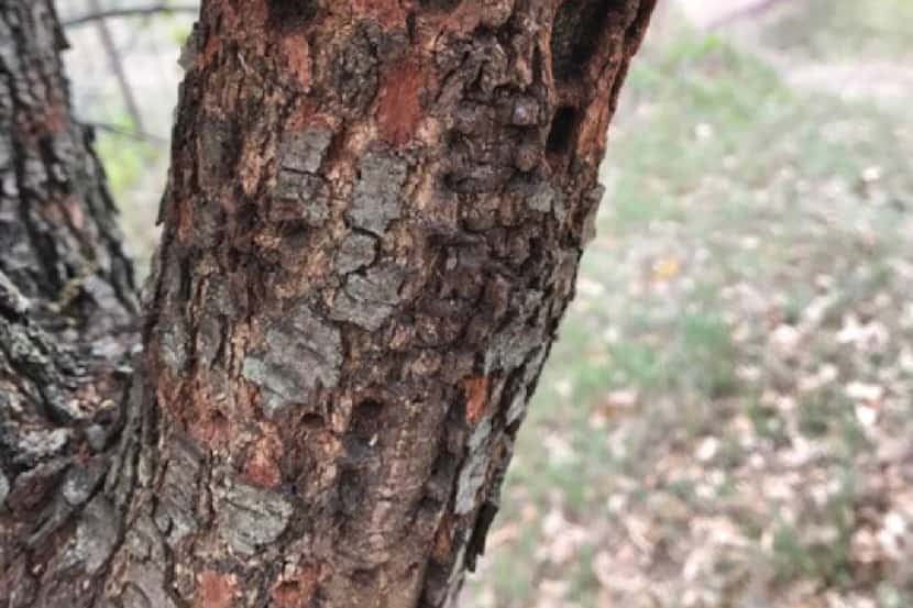 Sapsucker damage on oak tree 