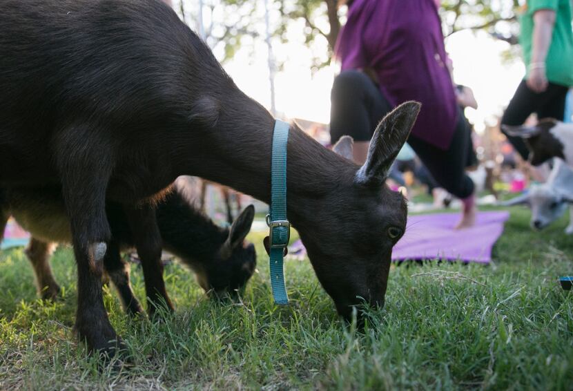 Goats roam freely between yoga matts during the first goat yoga class at Eastbound and Down...
