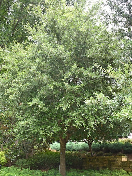 live oak tree