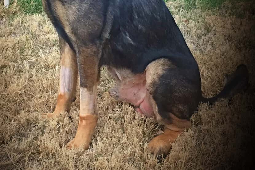 North Richland Hills police dog Koba