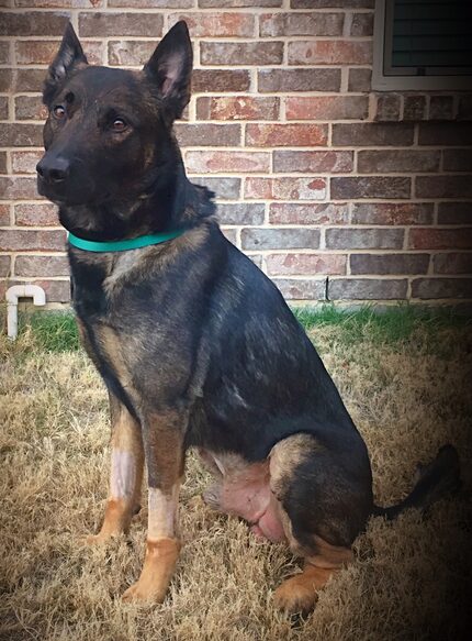 North Richland Hills police dog Koba