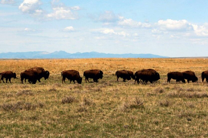  About 30,000 wild bison roam the country, with the largest population in Yellowstone...