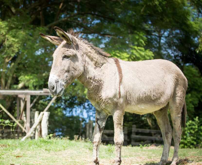 Charlie, a Nightingale Donkey, at the Kona Coffee Living History Farm. 