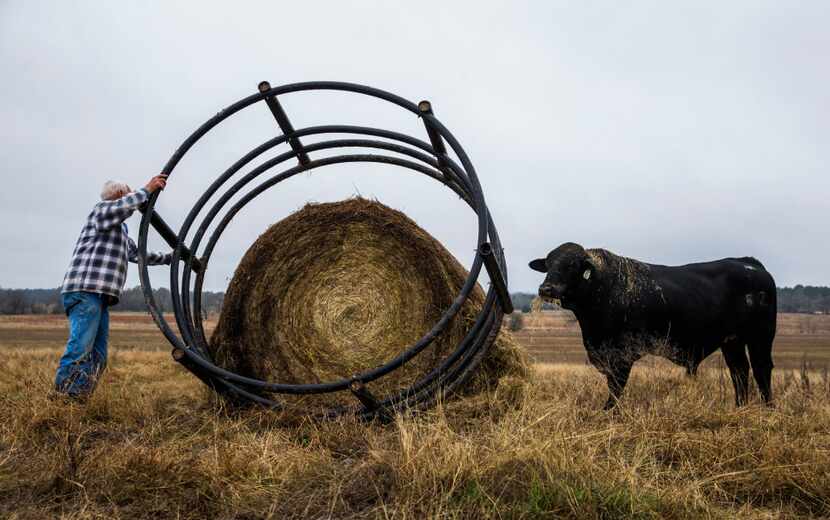 John Stoneham prepares a round bale of hay to feed his cows at his ranch on Wednesday,...