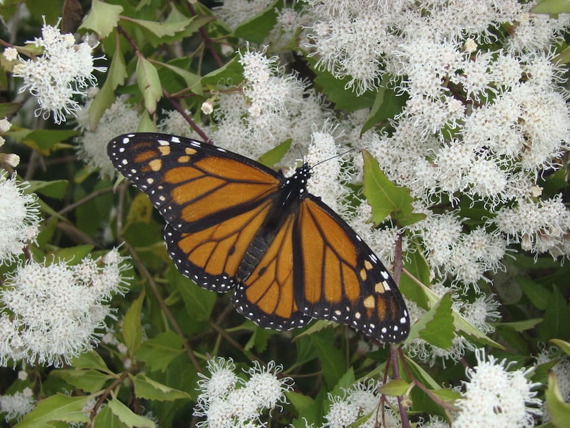 Monarch butterfly on white mistflower (Ageratina wrightii) 