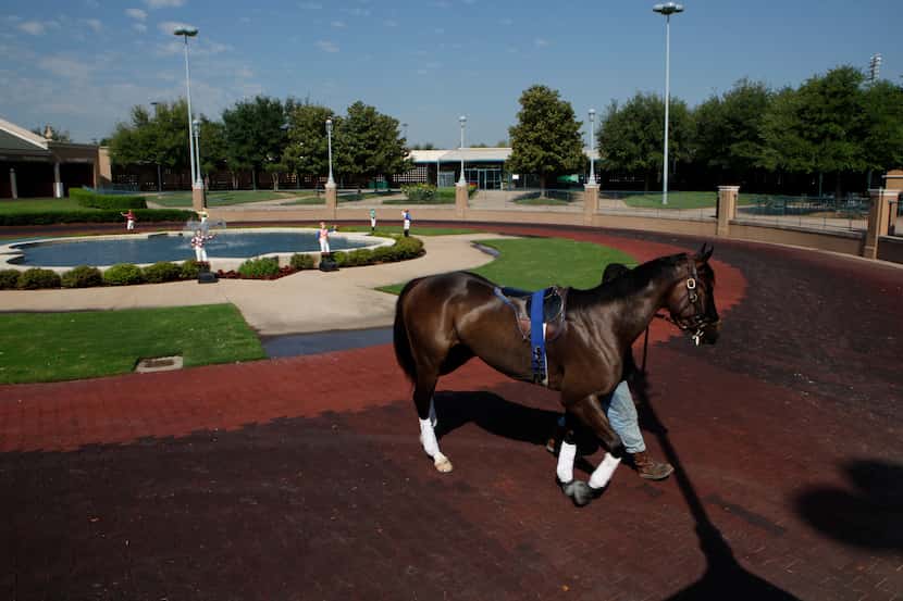 A horse participating in learning session to know the facility at Lone Star Park at Grand...