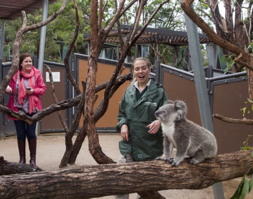 International visitors to the Taronga Zoo interested in learning about Australian wildlife...