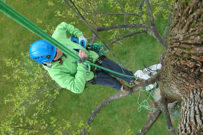 Tree-climbing for grown-ups
