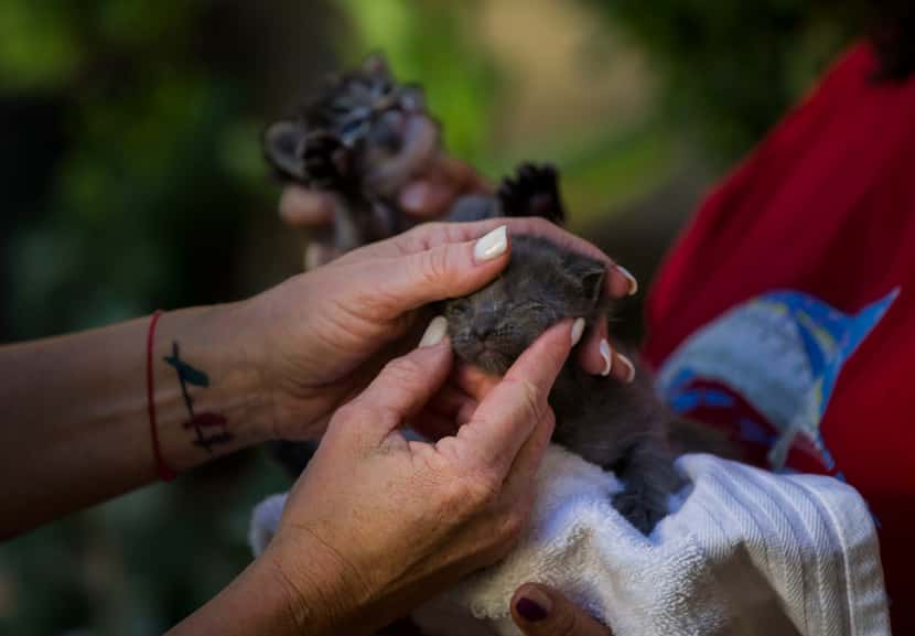 Volunteer cat trapper Robyn checks on the health of two feral kittens held by a resident at...