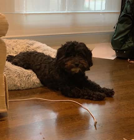 Coal, a 2-year-old Havanese, was reunited with his family in Dallas recently with help from...