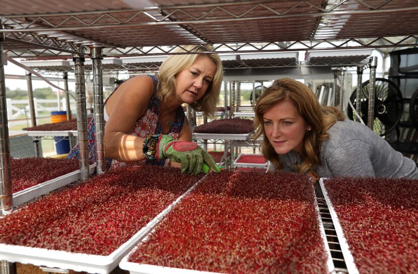 Hayli Eitel (left) and Shannon McLinden discuss the Red Garnet Micro Amaranth plants in the...