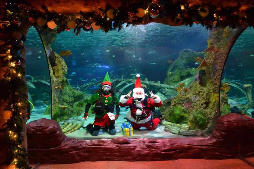Santa se sumerge a las profundidades en el Life Grapevine Aquarium.(ARCHIVO DMN)
