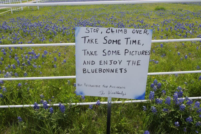 Picking bluebonnets is not a crime, but trespassing to get your perfect bluebonnet photo is....
