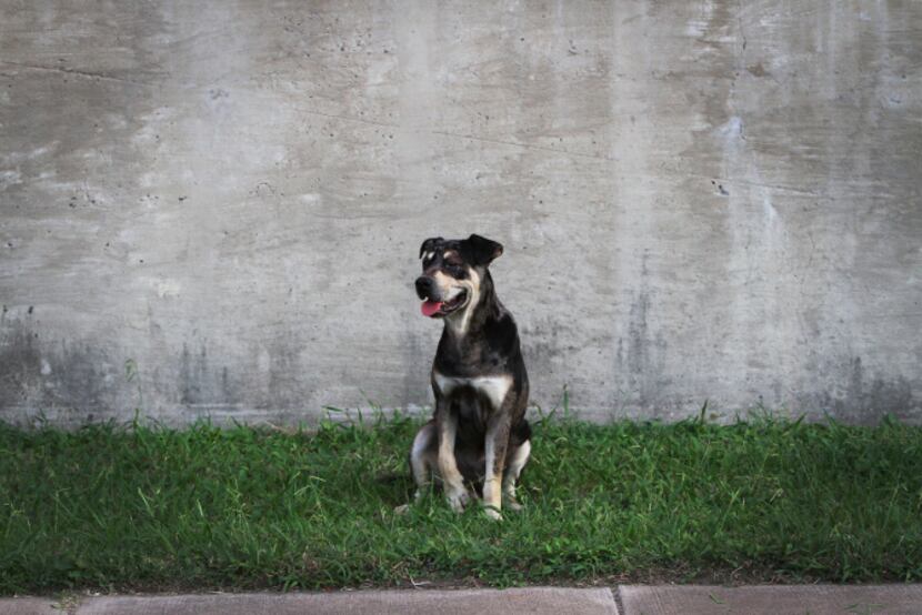 Ledger, a catahoula mix, takes a break from roaming with other dogs because of an injured...