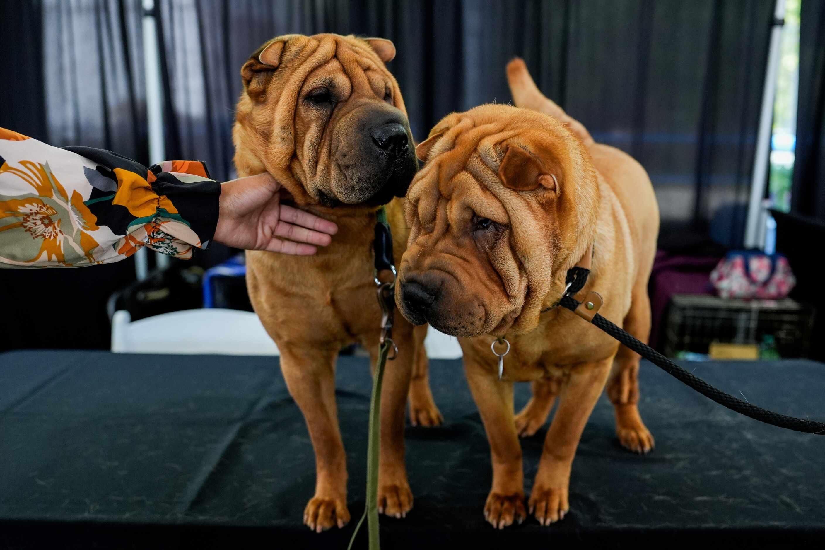 Shar peis stand in the Breed Showcase area during the 148th Westminster Kennel Club Dog...