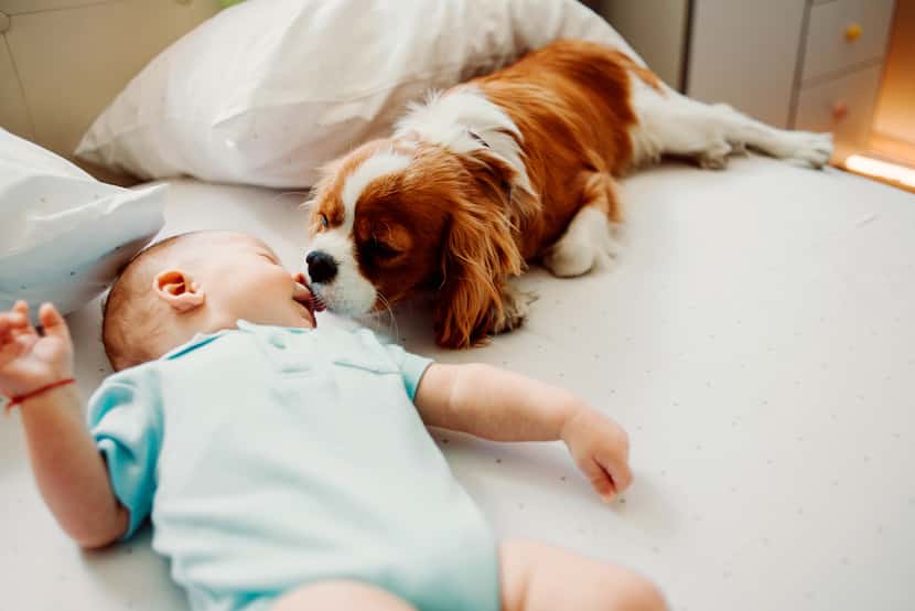 Antes de presentarle físicamente su bebé a su perro, empiece llevando a casa una cobija con...