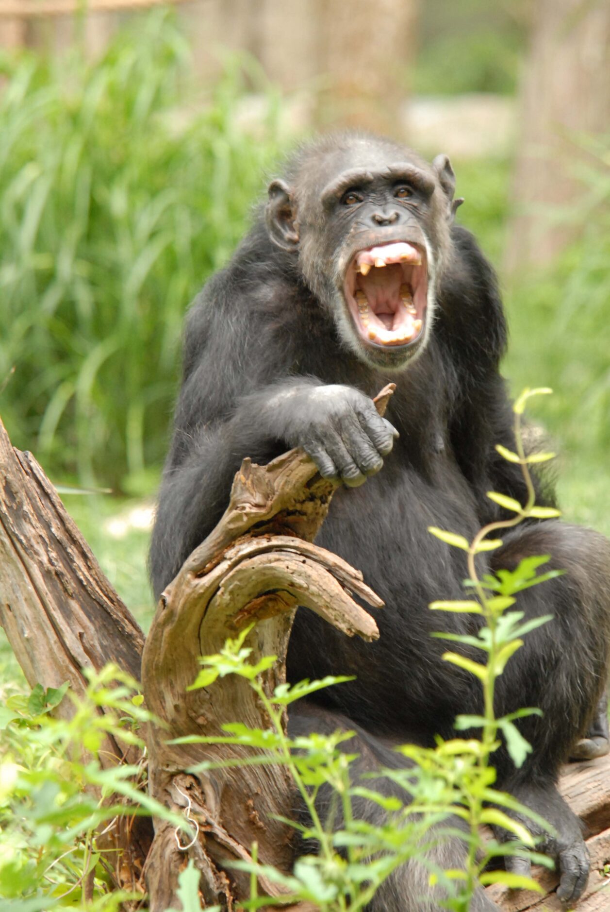 "Happy Day at the Dallas Zoo" by Kelly Qualls shows one of the Dallas Zoo's Chimpanzees...