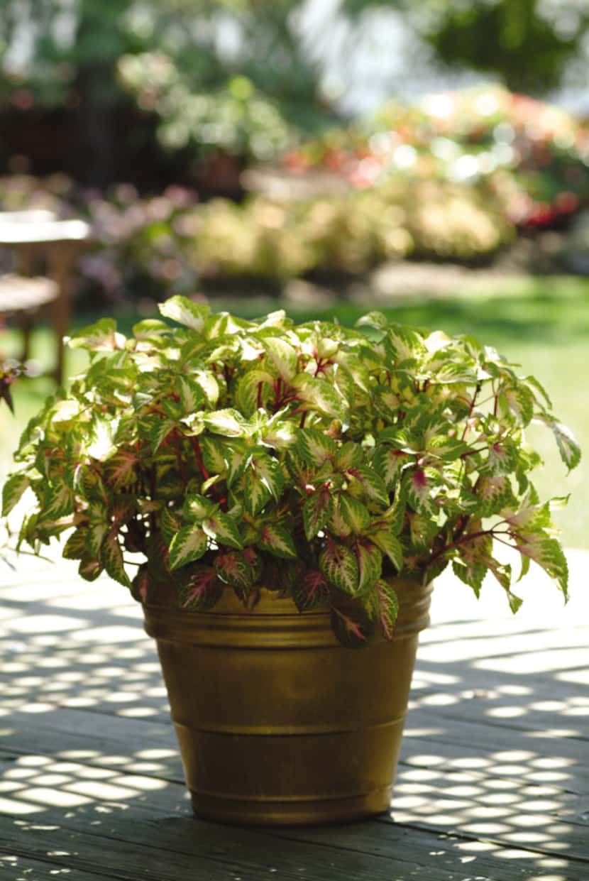 'Rose to Lime Magic' from Versa coleus collection.