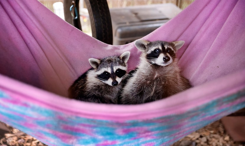 A pair of growing raccoons, who have been at the wildlife center since they were babies,...