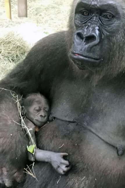 Hope's baby clung to her shortly after birth June 25, 2018, at the Dallas Zoo. The baby...