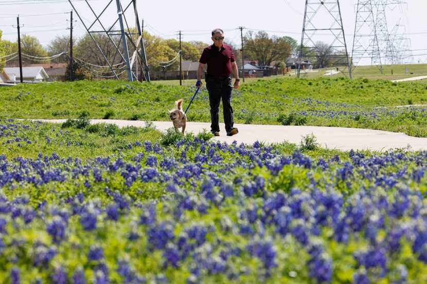 Maury Marcus of Plano walks his dog Suzy Bee past the Bluebonnets at Bluebonnet Trail in Plano.