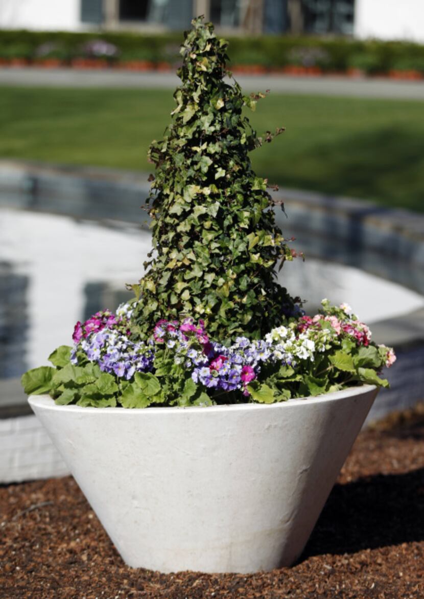 Primulas in Easter-egg colors surround an ivy topiary in a series of large pots. These...