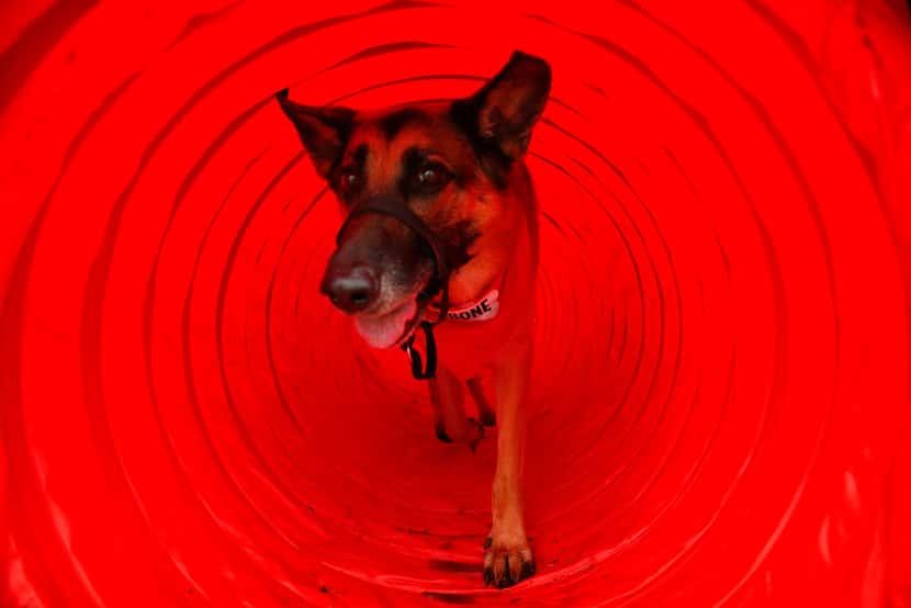 Zen Star, a German Shepard owned by Able Ramirez of San Antonio plays in a tunnel at newly...