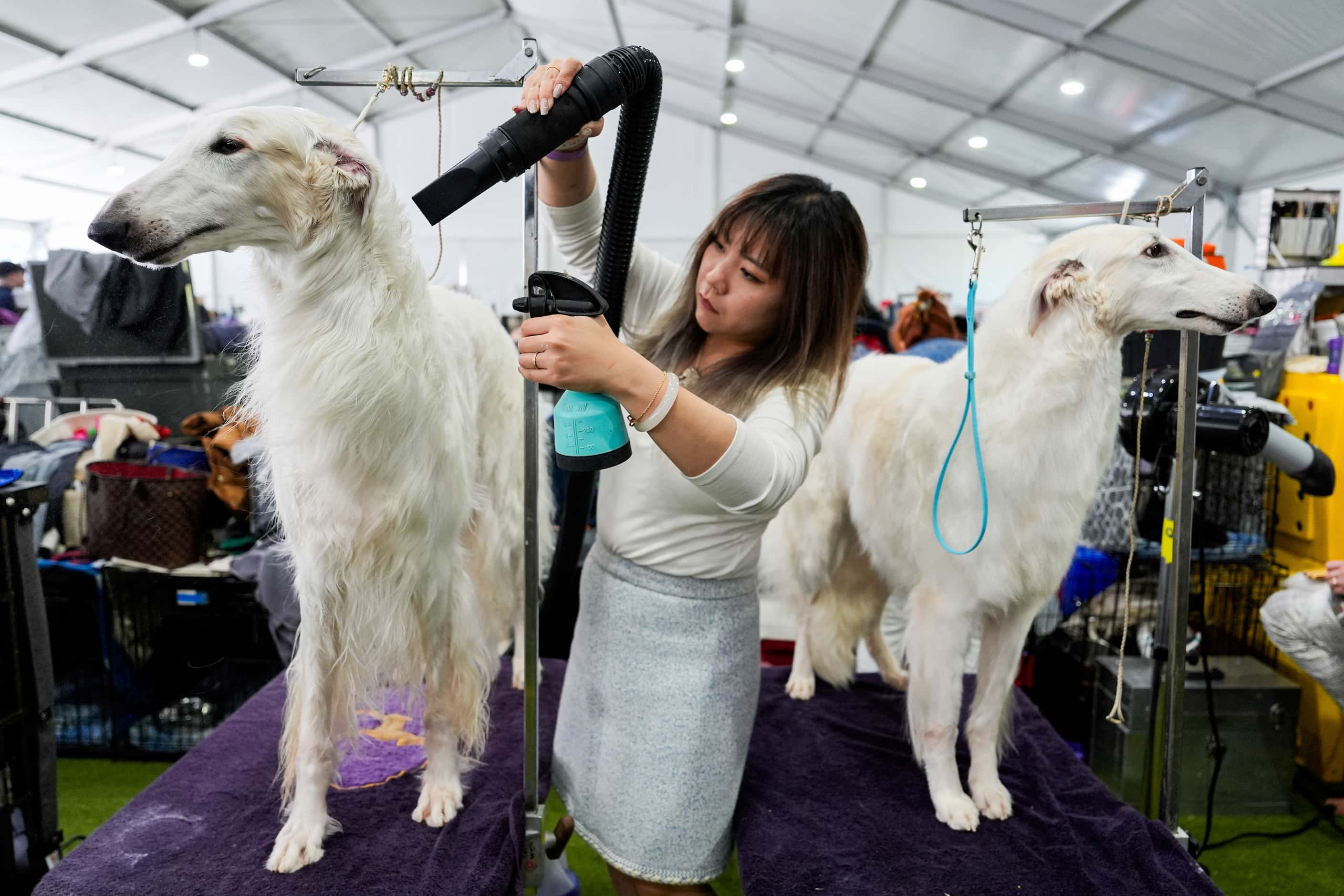 Dogs are groomed during the 148th Westminster Kennel Club Dog show, Monday, May 13, 2024, at...