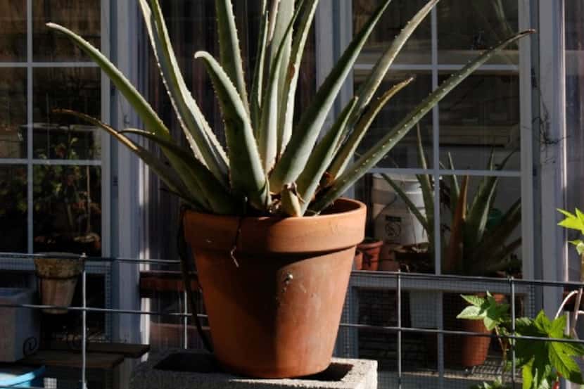 Here's what a healthy aloe vera plant in bloom looks like.
