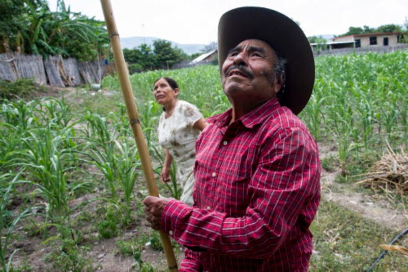 Los recién casados Pablo Ibarra y Francisca Santiago cortan tunas en Santa Ana, Oaxaca. La...