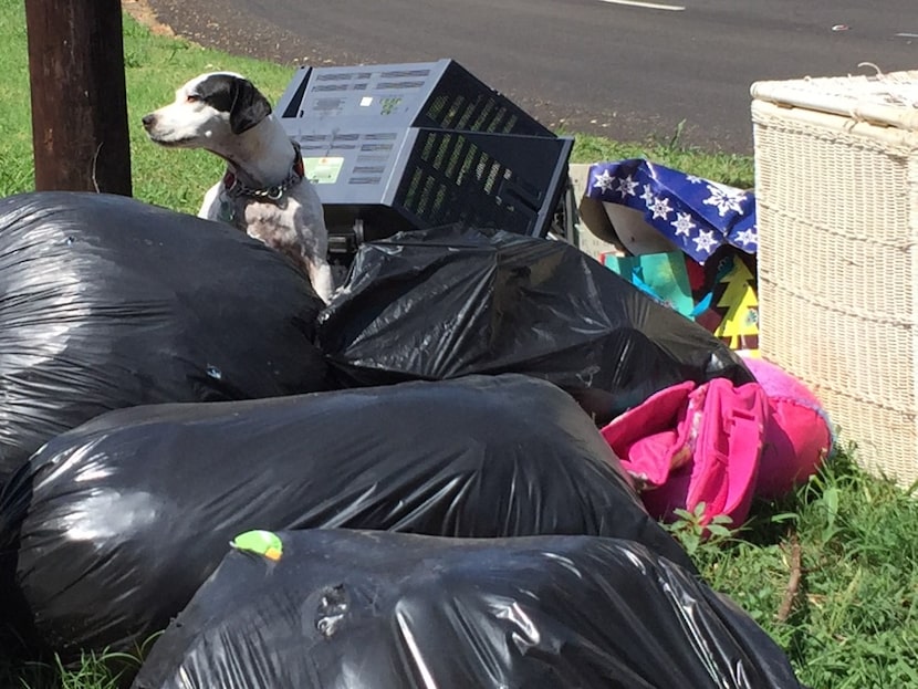 This dog at the corner of Clarendon and Slade finally pulled something out of one of the...