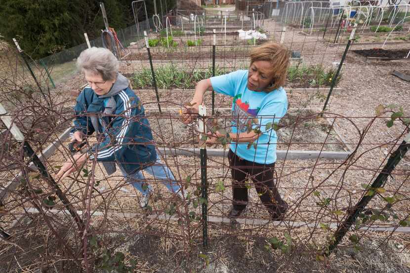 Carolyn Rice, left, and Angela Glover cut thorns off of blackberry vines at The Giving...