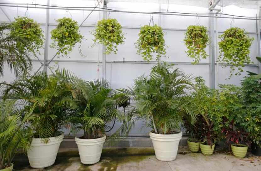 
The Errol McKoy Greenhouse, on the midway, keeps plants growing through the winter. Before...