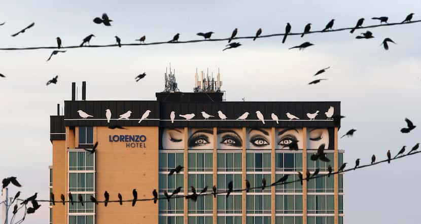 Birds perch on the electric lines across from the Lorenzo Hotel in Dallas on Feb. 15, 2018.