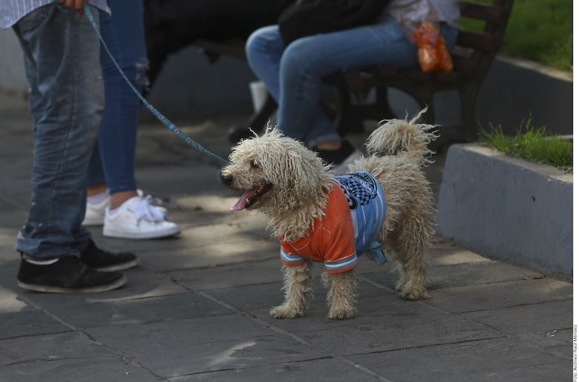 Las consecuencias de someter a tu mascota a cambios bruscos de temperatura son problemas en...