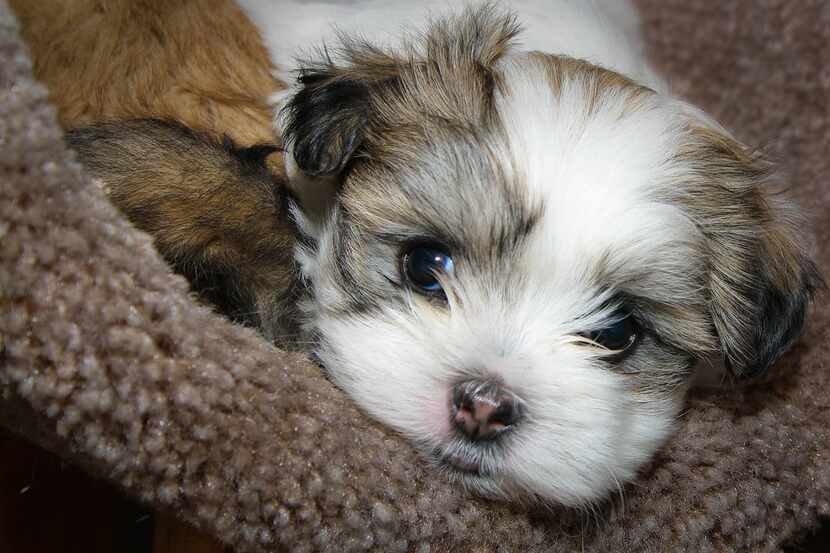 A Malti-Tzu puppy (Creative Commons photo by Wayne Silver)