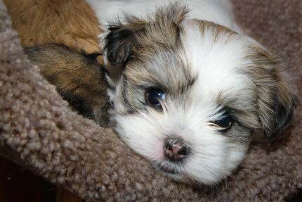 A Malti-Tzu puppy (Creative Commons photo by Wayne Silver)