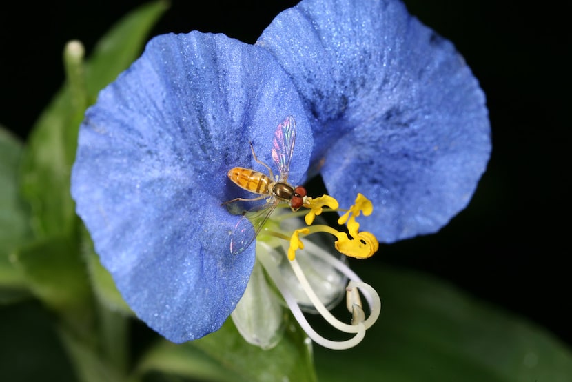 Commelina erecta (Dayflower) 