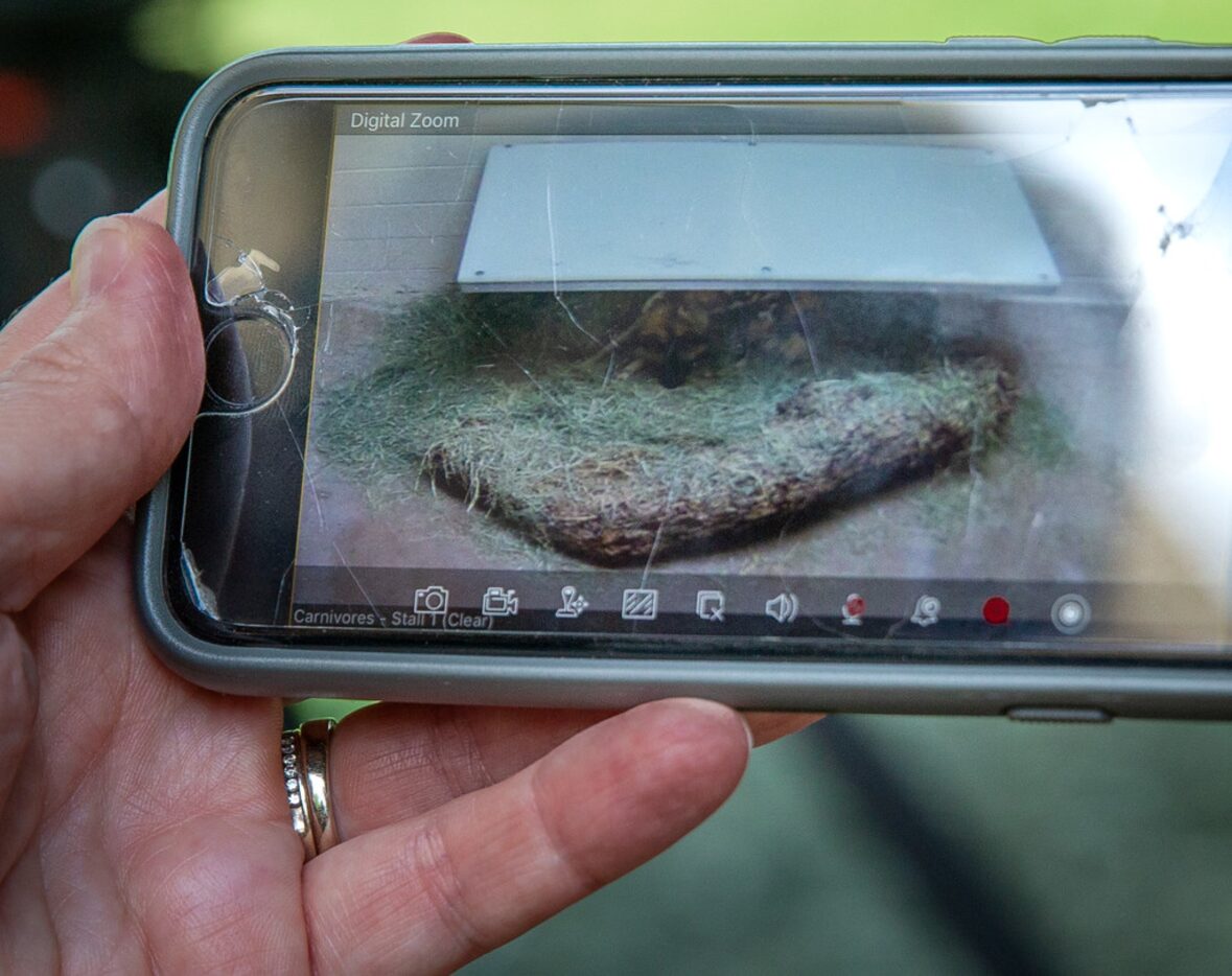 Dallas Zoo carnivore supervisor Lora Baumhardt looks at live camera footage of the zoo's...