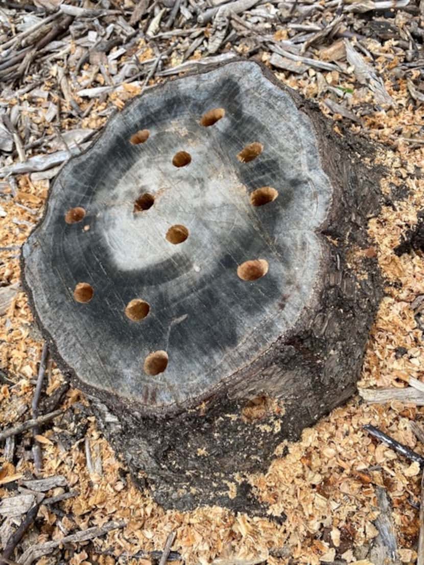 Drill half-inch holes into the stump.