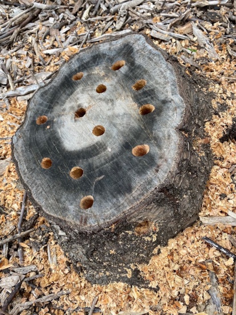 Drill half-inch holes into the stump.