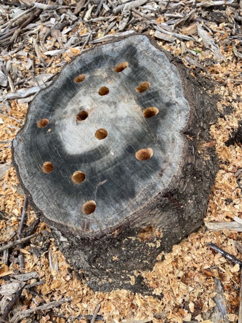 Drill half-inch holes into the stump.