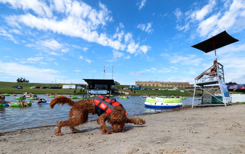 One-year-old dog Penny gets a stick on the shore of the Trinity River during Rockin' the...