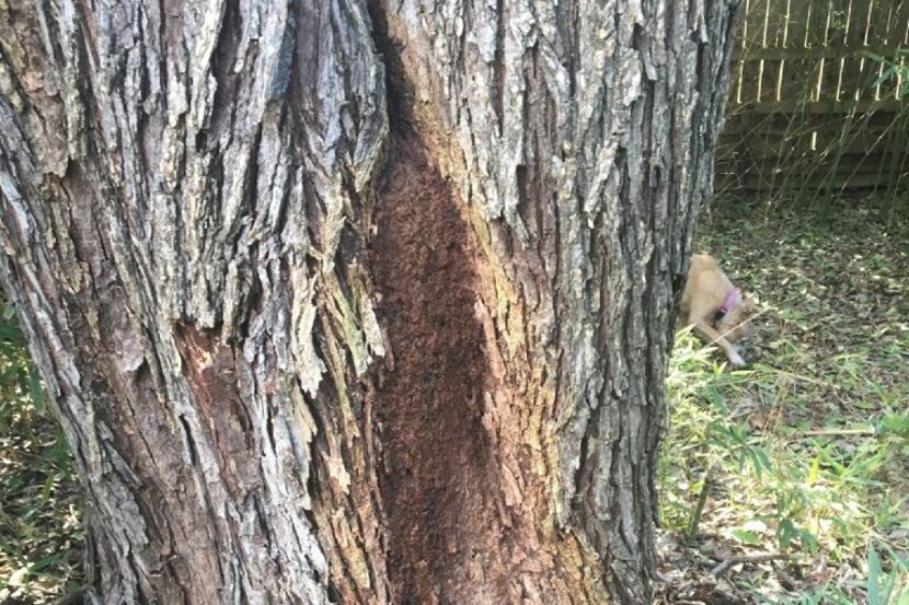 Bacterial canker on an American Elm tree