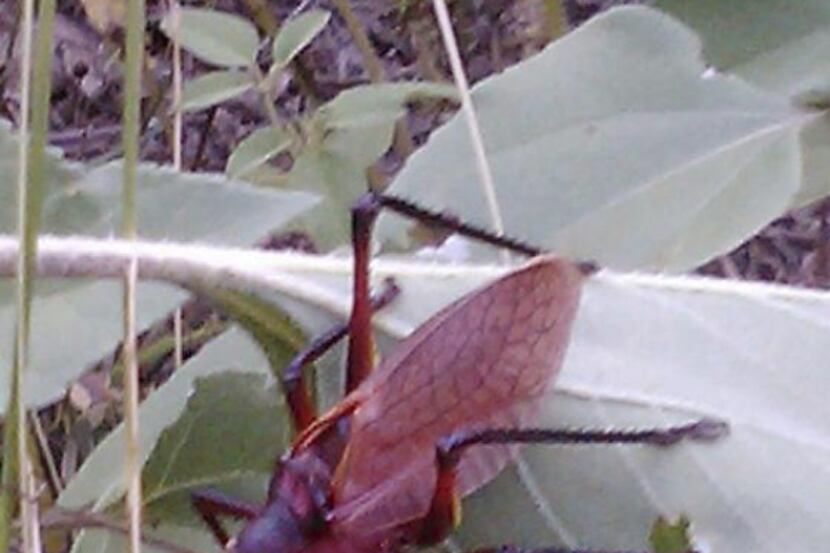 This red katydid was photographed this month in Hays County.